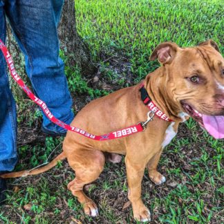 Rebel Dog Collar and Leash