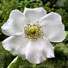 georgia state flower: Cherokee Rose