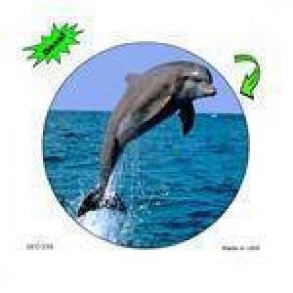 Dolphin Color Decal