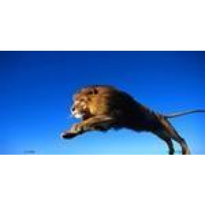 Pouncing Lion License Plate