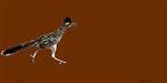 Roadrunner Offset Blank License Plate Tags License Plate