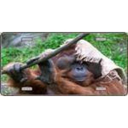 Silly Monkey - Full Color Photography License Plate