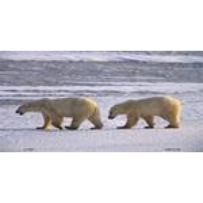 Traveling Polar Bears License Plate