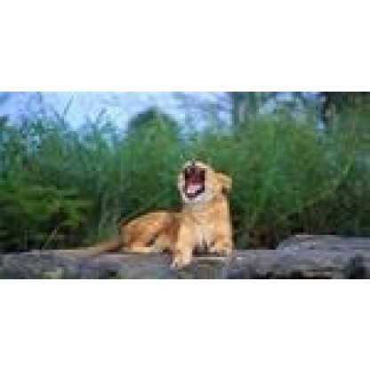 Yawning Lioness License Plate